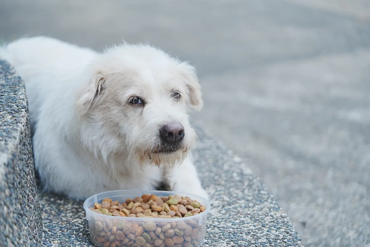 A white rescue dog with soulful eyes at the Dog Home