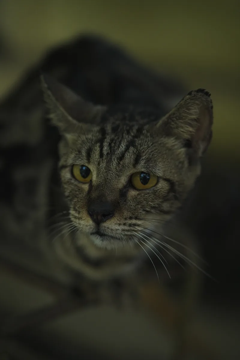 A tabby cat with golden eyes at the Limketkai Foundation sanctuary