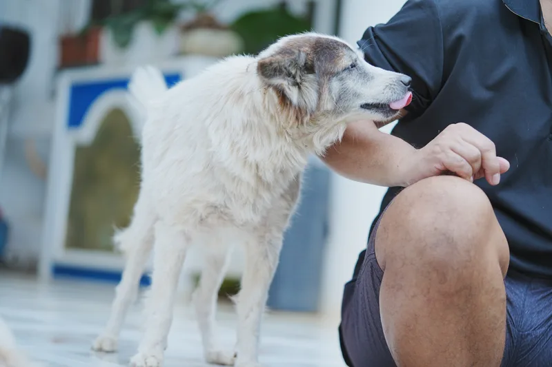 A rescued dog gently nuzzles a caretaker's hand at the Limketkai Foundation animal sanctuary