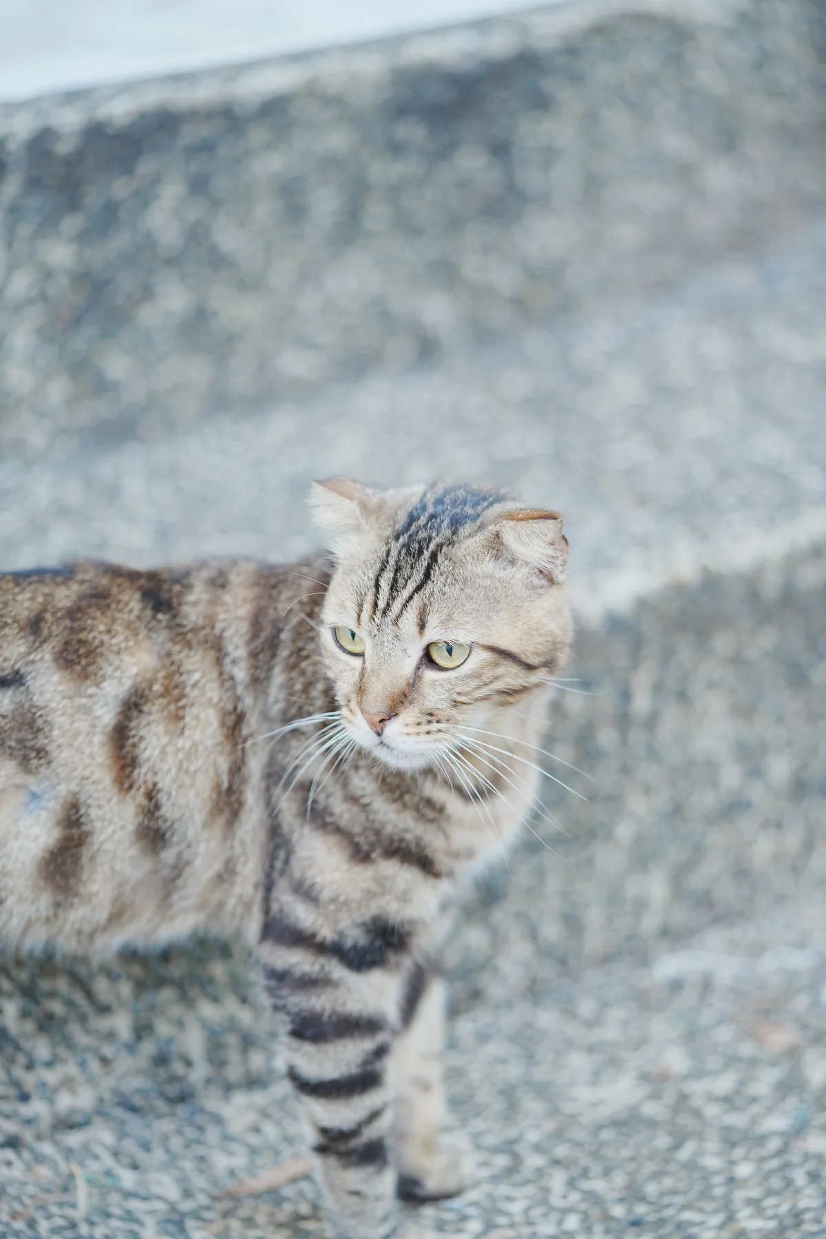 Rescued cat at the Cat Home sanctuary in Malaybalay