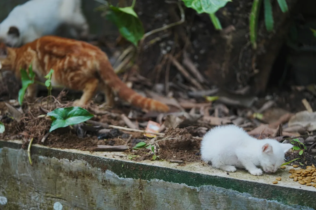 Cat resident enjoying the sanctuary