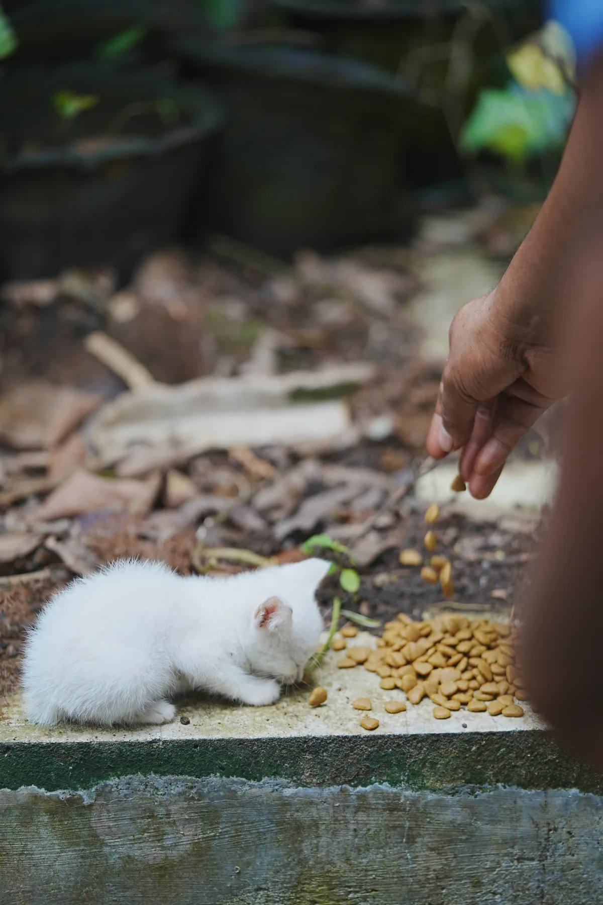 Rescued cat receiving care
