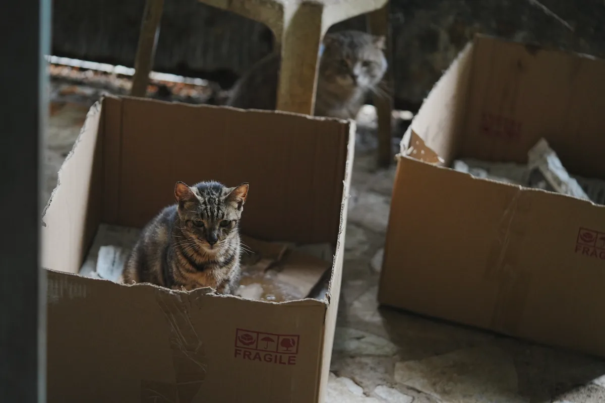Cat Home resident
