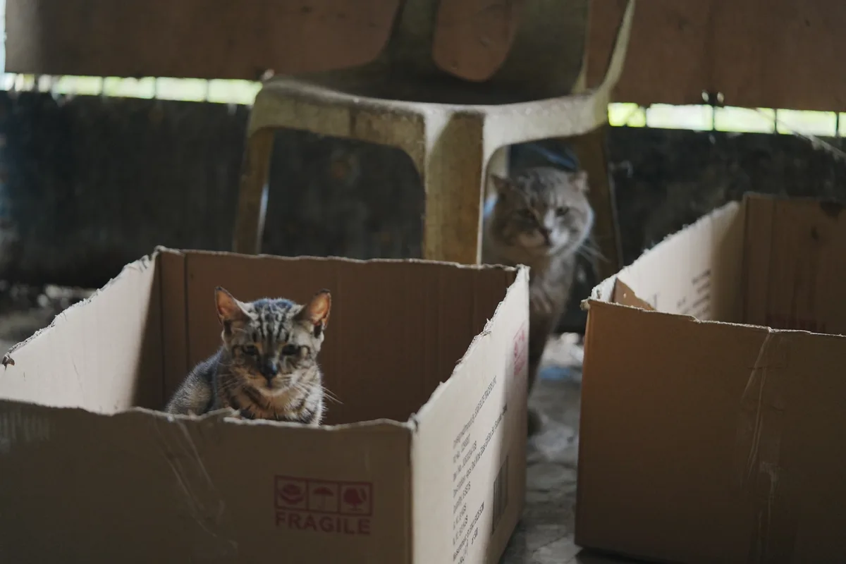 Cat at the Bukidnon sanctuary
