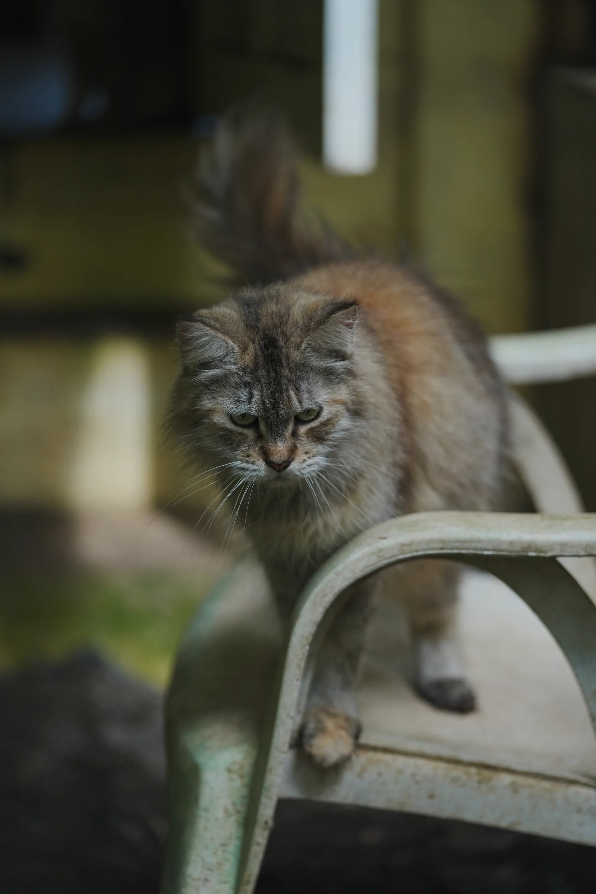 Hero image for Cat Home program