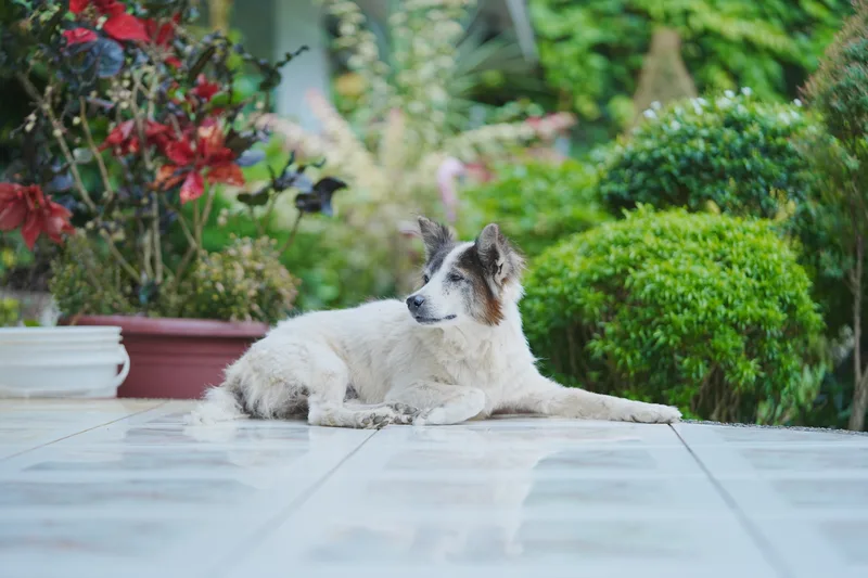 A rescued dog rests in the garden at the Dog Home sanctuary