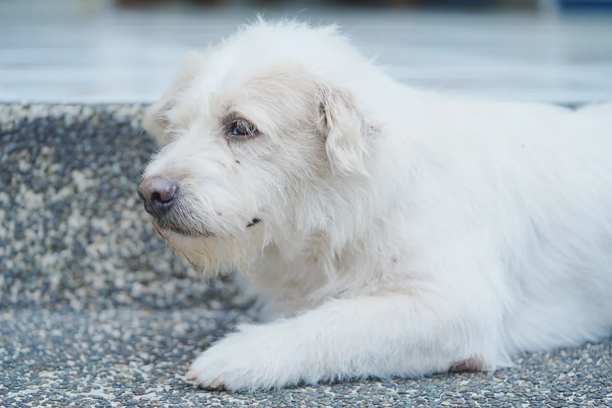 A rescued dog rests at the Dog Home sanctuary