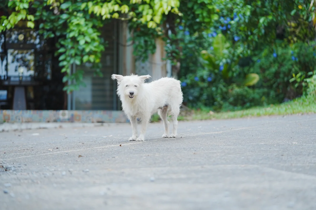Rescued dog enjoying the sanctuary garden