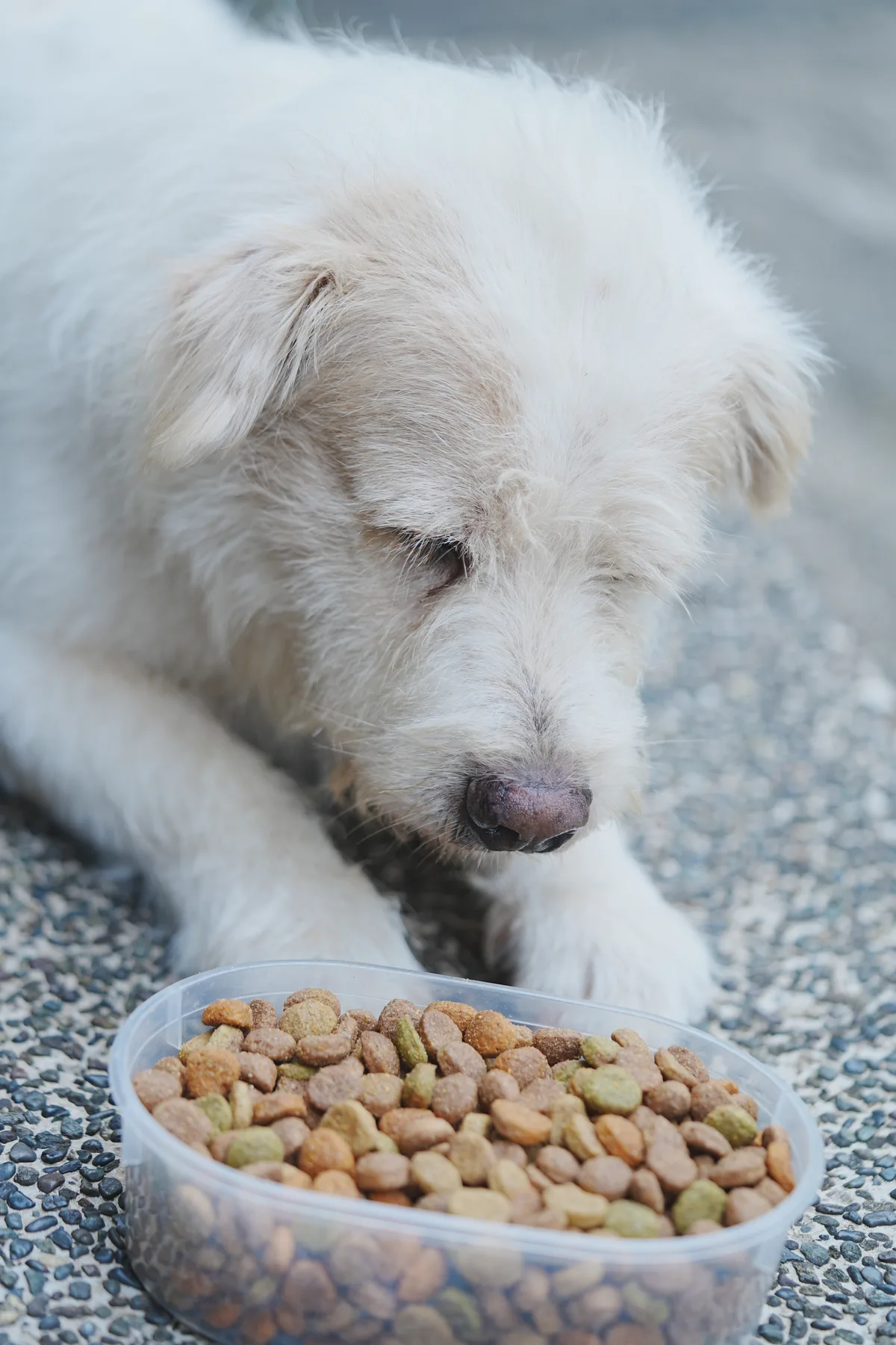 Dog Home resident receiving care