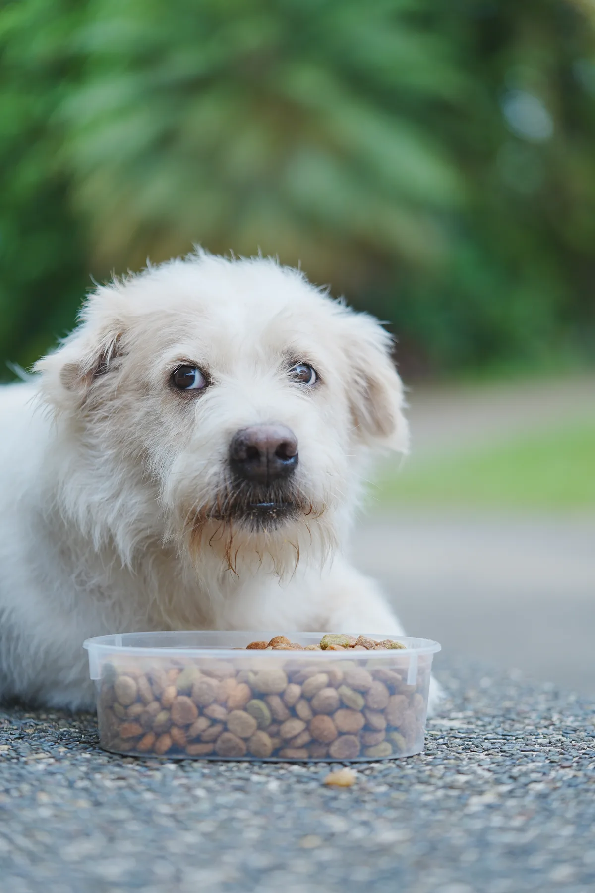 Dog Home resident
