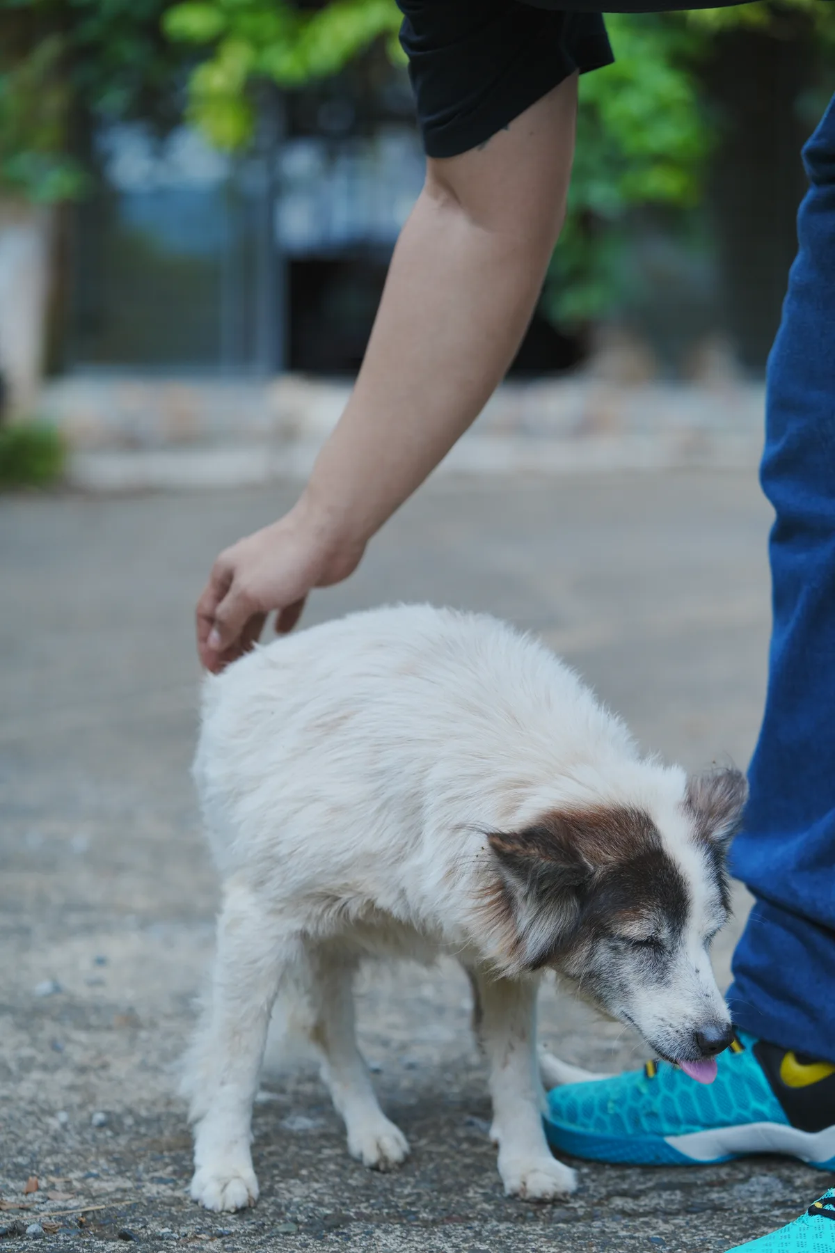 Rescued dog at the Dog Home